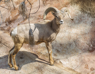 Пустынный Толсторог