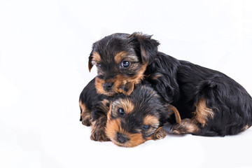 two yorkshire terrier puppies cuddling