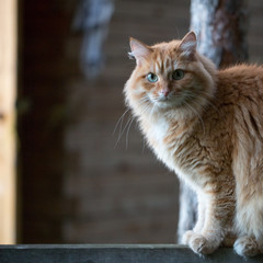 Beautiful red cat