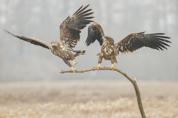 Two white-tailed eagles
