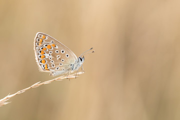 Beautiful nature scene with butterfly Common blue (Polyommatus icarus). Macro shot of butterfly on the grass.