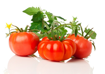 fresh tomatoes with bush on white background