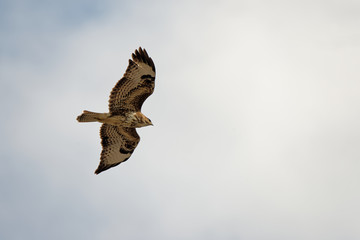Mäusebussard