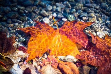 Ahornblatt im Wasser