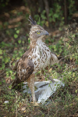 Short-toed eagle in Sri Lanka's Yala National Park with prey