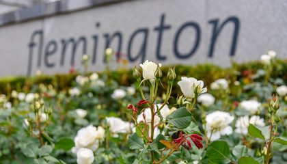 Naklejka premium Biała róża przed znakiem wejścia na tor wyścigowy Flemington w Melbourne, Victoria, Australia.