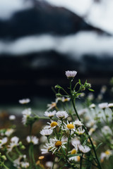 Gänseblümchen © Josephine