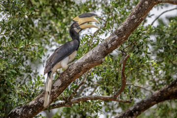 Malabar pied hornbill in Sri Lanka