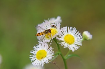 ハルジオンとヒラタアブ