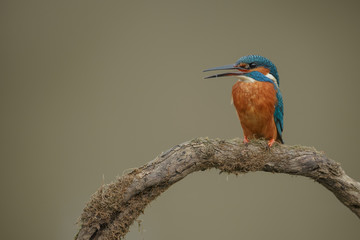 Kingfisher calling