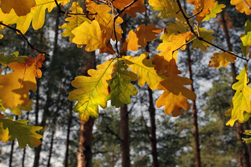 Sunlight through the transparent, bright autumn leaves of oak. Transparent autumn in the park in the yellow autumn