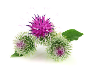 Burdock flower isolated on white background. Medicinal plant: Arctium