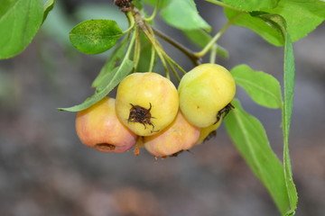 crabapples fruit-crabus crabapples