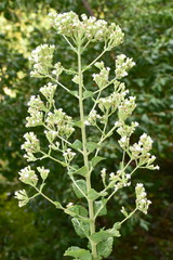Fototapeta premium sweet leaves of stevia