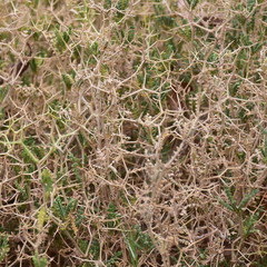 spach - sarcopoterium spinosum herb