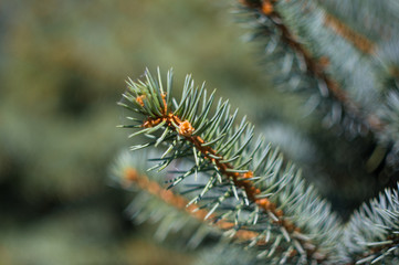 Naklejka na ściany i meble Green fluffy fir tree brunch close up