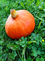 Pumpkin 