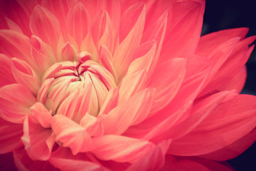 Pink fresh dahlia flower macro photo. Picture in color emphasizing the light pink colors and yellow...