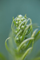 Macro photography of a green plant swirling with a shallow depth of field