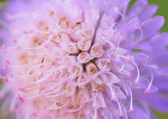 Abstract macro picture of a pink flower with very close distance.
