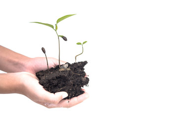 Two hand holding tree and Isolate on  white background.