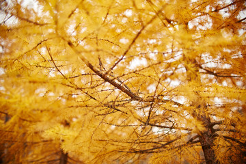 Golden autumn with yellow trees in the forest. Tree with yellow larch needles, autumn came. Wonderful autumn mood