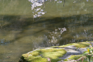 Decorative cherry tree blossoms above water with reflection.kyoto,japan.