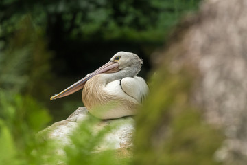 Beautiful nature scene with bird caled Pelecanus conspicillatus.