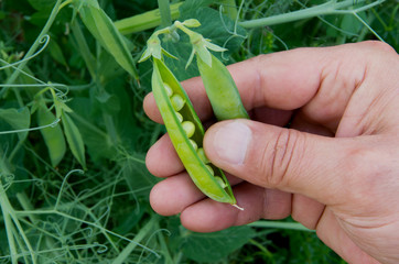 Human Hands pods fresh peas