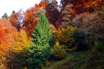 Autumn. Road to the winter and touristic station Poiana Brasov, 12 km from Brasov, a town situated...