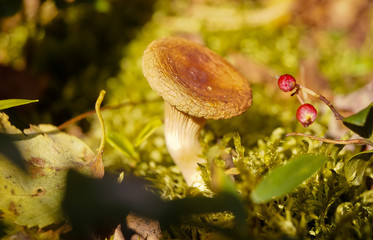 mushroom chanterelle