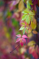 bright red autumn leaves of wild grapes