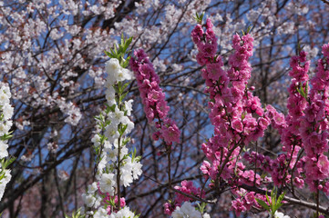 Spring plum blossom in shrine,Japan.