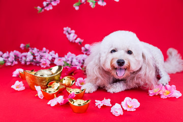 Dog in Chinese New Year festive setting in red background