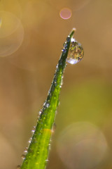 Drops of morning dew on green grass detail on nature background.