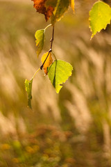 Obraz premium Colorful autumn leaves of a tree in the background.