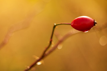 Colorful Rose Hip on autumnal background.