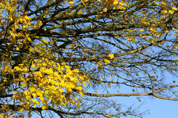 Ahorn&auml;ste im Herbst