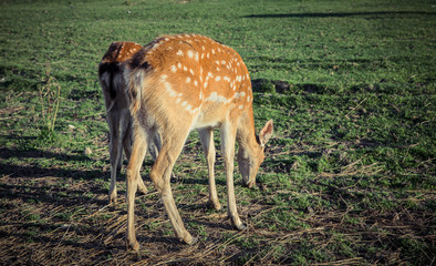 sika deer on pasture