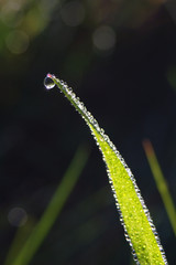 Drops of morning dew on green grass detail on nature background.