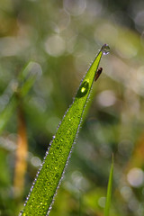 Drops of morning dew on green grass detail on nature background.