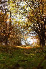Fototapeta premium Colorful autumn leaves of a tree in the background.
