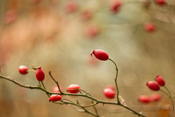 Colorful Rose Hip on autumnal background.