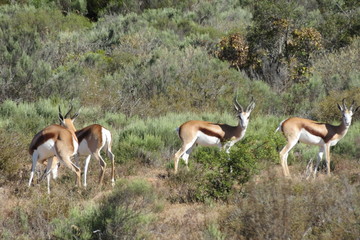 Antelope