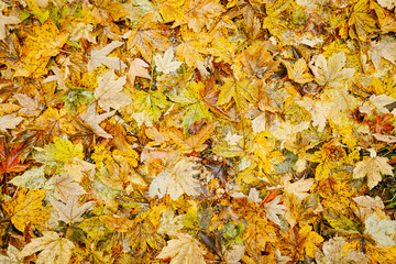 yellow background of maple leaves in autumn.