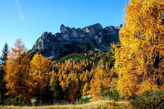 Bunter Bergwald im Rofangebirge