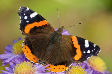 Admiral auf Herbstastern