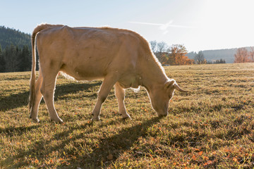 A herd of cows on autumn pasture. Autumn meadow and cow