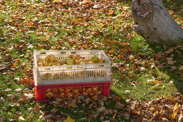 box with apples and apple tree garden