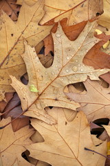 Herbstblatt mit Regentropfen - Eichenblatt